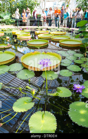 Besucher der Waterlily House, Royal Botanic Gardens, Kew, England Stockfoto