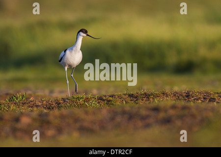 Säbelschnäbler im frühen Morgenlicht Stockfoto