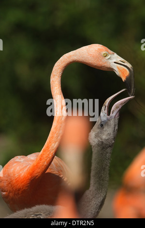 Leiter des amerikanischen Flamingo (Phoenicopterus Ruber Ruber) Erwachsene und Jugendliche Stockfoto