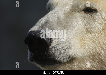 Leiter der Polar bear (Thalassarctos Maritimus) Stockfoto