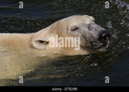 Eisbär (Thalassarctos Maritimus) schwimmt Stockfoto