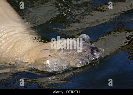 Eisbär (Thalassarctos Maritimus) schwimmt, kommt aus dem Tauchgang mit vielen Noppen um seinen Kopf Stockfoto