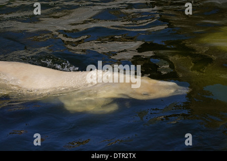 Eisbär (Thalassarctos Maritimus) schwimmt unter Wasser Stockfoto