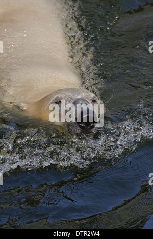 Eisbär (Thalassarctos Maritimus) schwimmt Stockfoto