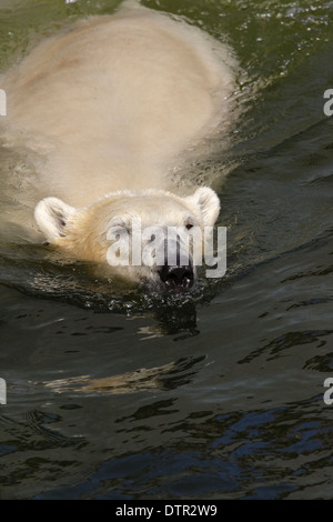 Eisbär (Thalassarctos Maritimus) schwimmt Stockfoto