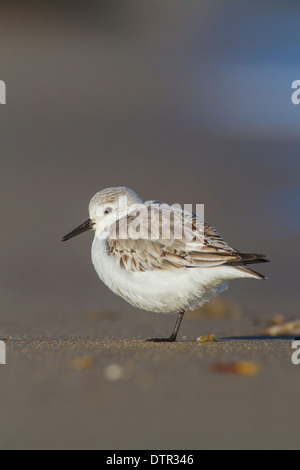 Sanderling Calidris Alba an einem Strand in Norfolk Stockfoto