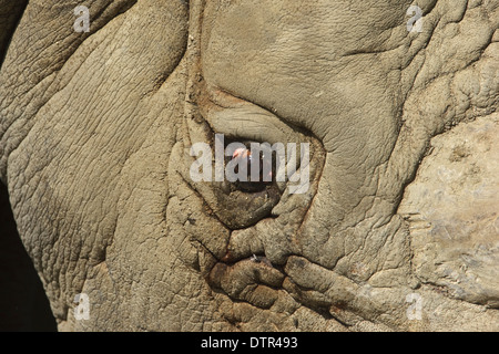 Kopf und Augen von weißer Rhinoceros (Ceratotherium Simum) Stockfoto