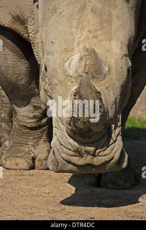 Kopf von weißer Rhinoceros (Ceratotherium Simum) Stockfoto