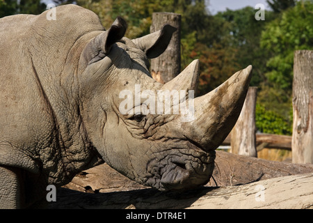 Kopf von weißer Rhinoceros (Ceratotherium Simum) Stockfoto