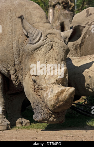 Kopf von weißer Rhinoceros (Ceratotherium Simum) Stockfoto