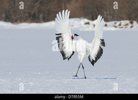 Rot gekrönten aka japanische Kraniche Grus Japonensis auf einem schneebedeckten Feld mit Bäumen im Hintergrund in der Nähe von Akan in Hokkaido, Japan Stockfoto