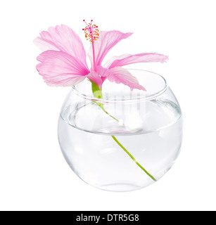 weiche rosa Blume einen Hibiskus ist in Runde Vase ist isoliert auf weißem Hintergrund Stockfoto