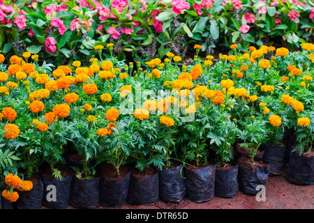 Schöne blühende Euphorbien und Tagetes in Blumentöpfen. Kindergarten-Garten, Garten-center Stockfoto