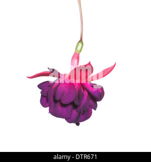 blühende schöne lila Fuchsia Blume ist isoliert auf weißem Hintergrund, "Dollar Princessin" Stockfoto