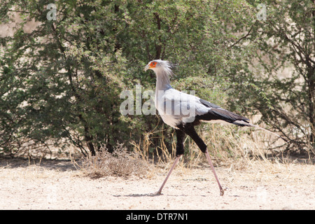 Sekretärin-Vogel zu Fuß der Kalahari-Wüste Stockfoto