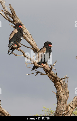 Bateleur Adler in der Kalahari-Wüste Stockfoto