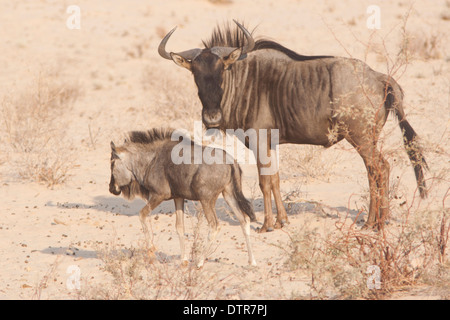 Streifengnu (connochaetes Taurinus) mit Kalb in der Kalahari Wüste, Südafrika Stockfoto