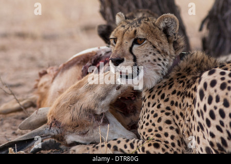 Gepard Cub in der Kalahari-Wüste Stockfoto