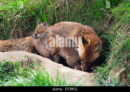 Europäische Red Fox in Großbritannien. Mai Stockfoto