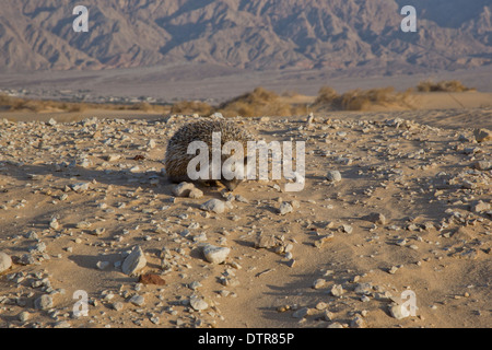 Desert Igel (Paraechinus aethiopicus) in der Wüste in Israel fotografiert. Der Igel ist ein Allesfresser und bekannt, eine breite Palette an zu essen Stockfoto