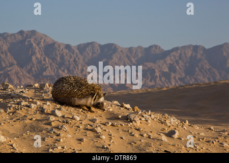 Desert Igel (Paraechinus aethiopicus) in der Wüste in Israel fotografiert. Der Igel ist ein Allesfresser und bekannt, eine breite Palette an zu essen Stockfoto