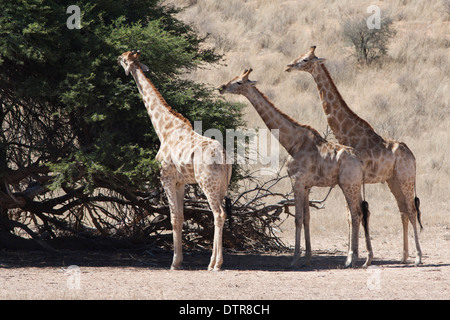 South African Giraffe in der Kalahari Wüste Stockfoto