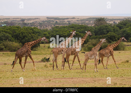 Eine Herde von Masai Giraffe (Giraffa Plancius Tippelskirchi) Stockfoto