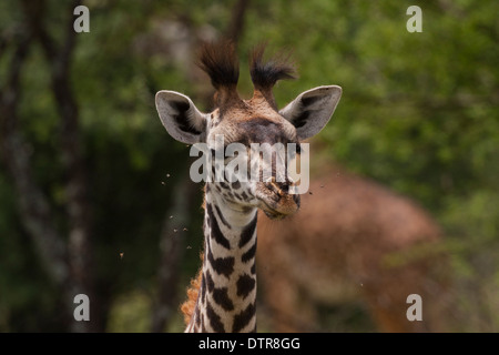 Nahaufnahme einer Masai-Giraffe (Giraffa Plancius Tippelskirchi) Stockfoto