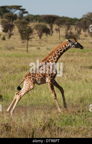 Eine juvenile Masai-Giraffe (Giraffa Plancius Tippelskirchi) Stockfoto