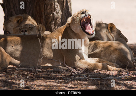 Afrikanischer Löwe stolz in der Kalahari-Wüste Stockfoto