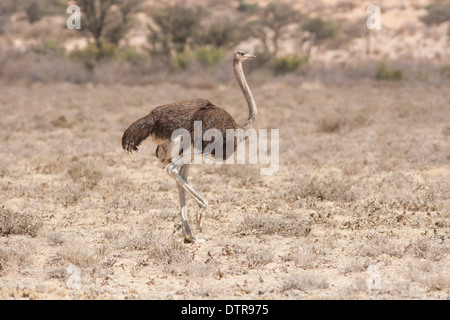 Strauß in der Kalahari-Wüste (Struthio Camelus) Stockfoto