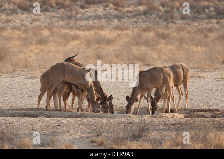 Kudus in der Kalahari Wüste Stockfoto