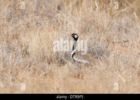 Nördlichen schwarzen Korhaan in der Kalahari-Wüste Stockfoto