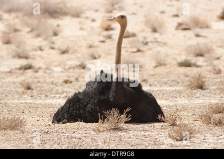 Gemeinsame Strauß in der Kalahari Wüste (Struthio camelus) Stockfoto