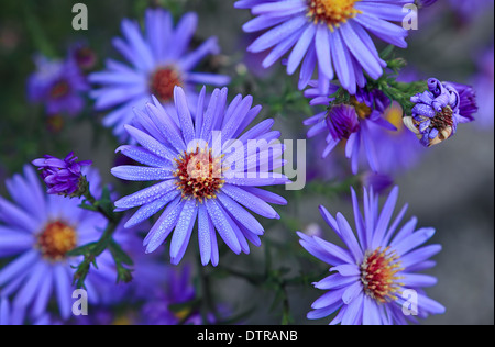 Schließen Sie herauf Bild lila Farbe (Ton violett) Blume mit Tautropfen auf Blütenblätter. Stockfoto
