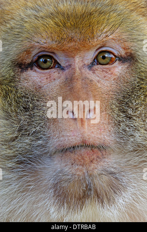 Barbary Affe, männliche / (Macaca Sylvanus, Macaca Sylvana) / Barbary Ape Stockfoto