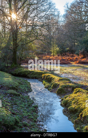Bach durch den New Forest Wald, Hampshire Stockfoto