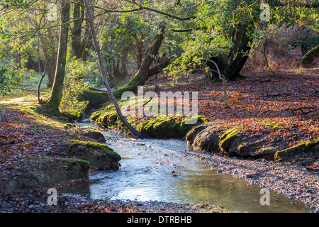 Bach durch den New Forest Wald, Hampshire Stockfoto