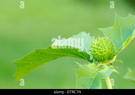 Thorn Apfel, Frucht / (Datura Stramonium) / Jimson Unkraut Stockfoto