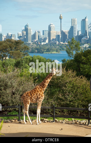 Was schaust du?! :) Eine Giraffe im Taronga Zoo in Sydney, Australien. Stockfoto