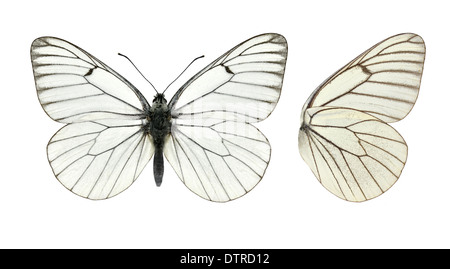 Schwarz-veined White - Aporie crategi Stockfoto