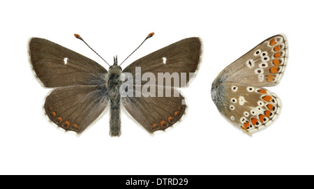 Nördlichen Brown Argus Aricia artaxerxes Stockfoto