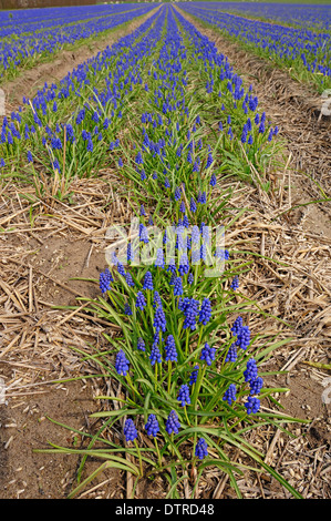 Bereich der Traubenhyazinthen in der Nähe von Lisse, Niederlande / (Muscari spec.) Stockfoto