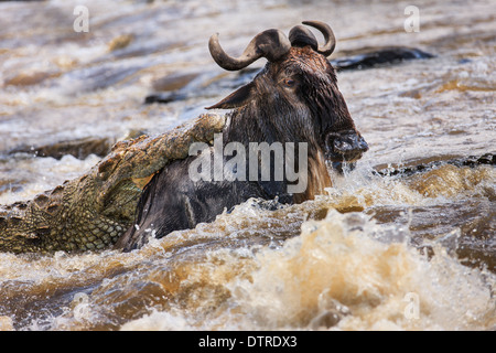 Krokodil töten gnu Stockfoto