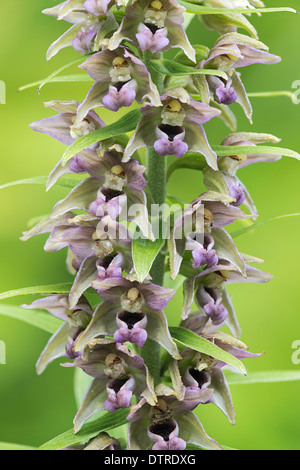 Breitblättrigen Helleborine Epipactis Helleborine; Stockfoto