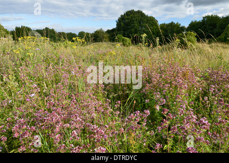 WILDEN Majoran Origanum Vulgare (Lamiaceae) Stockfoto