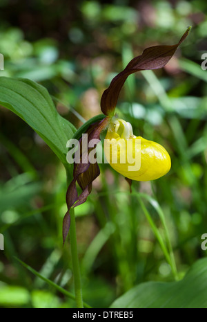 Frauenschuh-Blume Stockfoto