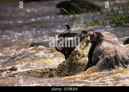 Krokodil töten gnu Stockfoto