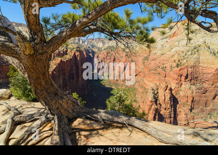 Kiefer Baum und Blick auf den Zion Canyon von Angels Landing, Zion Nationalpark, Utah, USA Stockfoto
