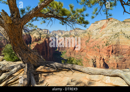Kiefer Baum und Blick auf den Zion Canyon von Angels Landing, Zion Nationalpark, Utah, USA Stockfoto